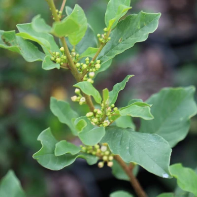 Rhamnus frangula 'Minaret' – Közönséges kutyabenge