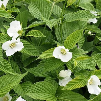Rhodotypos scandens – Hószirom cserje