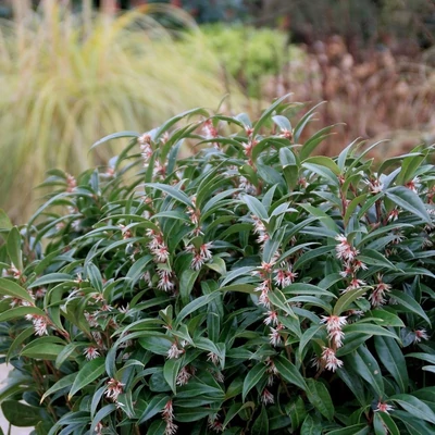 Sarcococca hookeriana 'Purple Gem'® – Bogyóspuszpáng