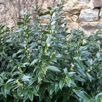 Sarcococca confusa – Bogyóspuszpáng