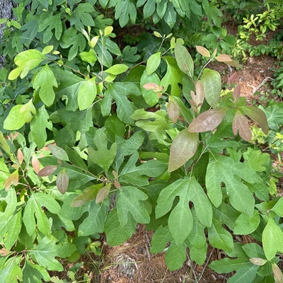 Sassafras albidum – Babérfa, amerikai lázfa
