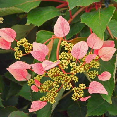 Schizophragma hydrangeoides 'Rose Sensation'® – Japán kúszóhortenzia