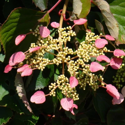 Schizophragma hydrangeoides 'Roseum' – Japán kúszóhortenzia