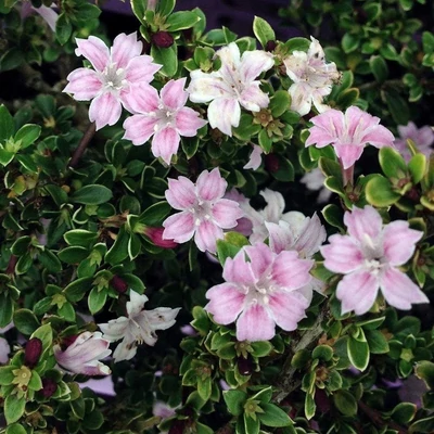 Serissa japonica 'Pink Mystic'