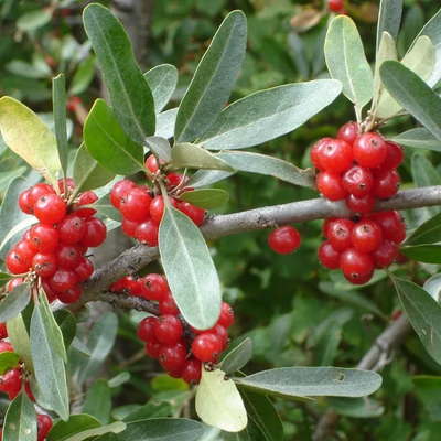 Shepherdia argentea - Ezüstös bölénybogyó vagy szirtiezüstfa
