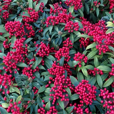 Skimmia japonica 'Godries Little Ruby'® – Japán dérbabér