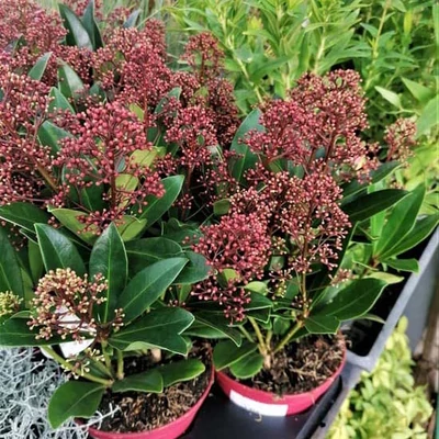 Skimmia japonica – Japán dérbabér