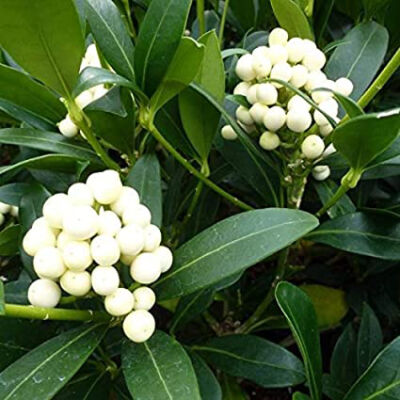 Skimmia japonica 'Kew White' – Japán dérbabér
