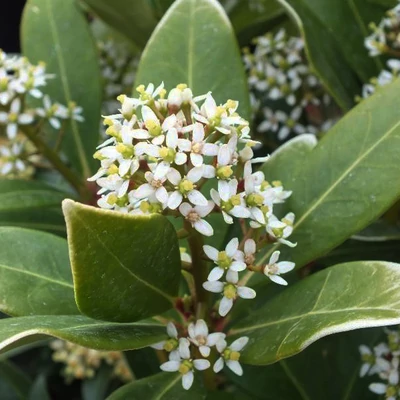 Skimmia japonica 'Nymans' – Japán dérbabér