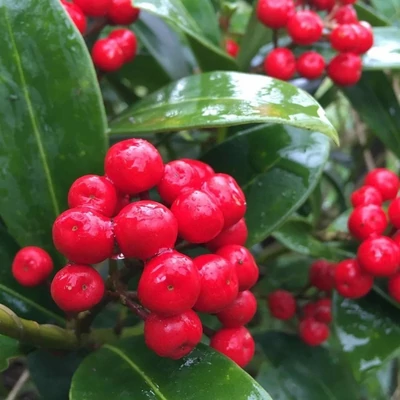 Skimmia japonica 'Redruth' – Japán dérbabér