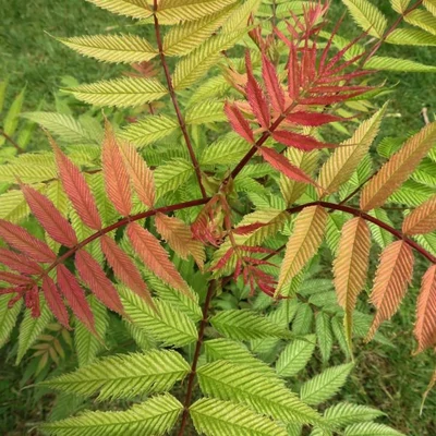 Sorbaria sorbifolia 'Sem'® – Tollas gyöngyvessző