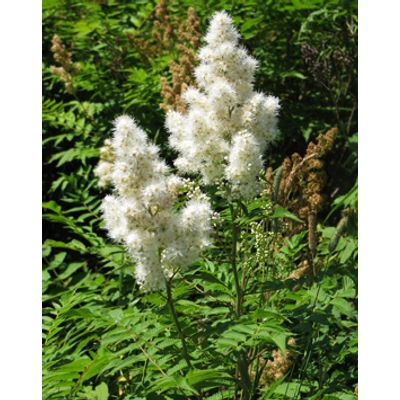 Sorbaria sorbifolia – Északi tollasgyöngyvessző