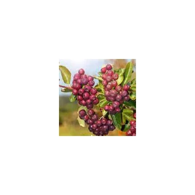 Sorbaronia 'Ivan's Beauty'
