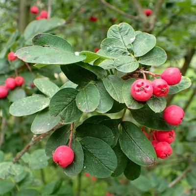 Sorbocotoneaster pozdnjakovii