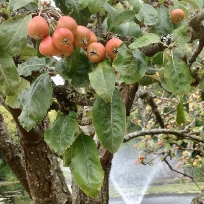 Sorbopyrus auricularis – (Berkenye-körte hibrid)