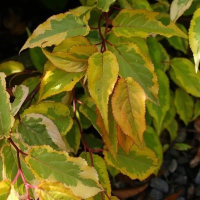 Stachyurus chinensis 'Joy Forever' – Kínai zászlóvirág