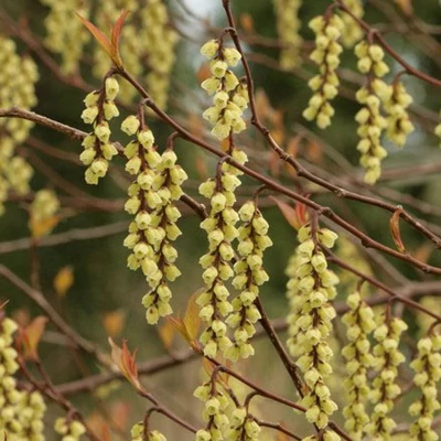 Stachyurus chinensis 'Wonderful Image' - Kínai zászlóvirág