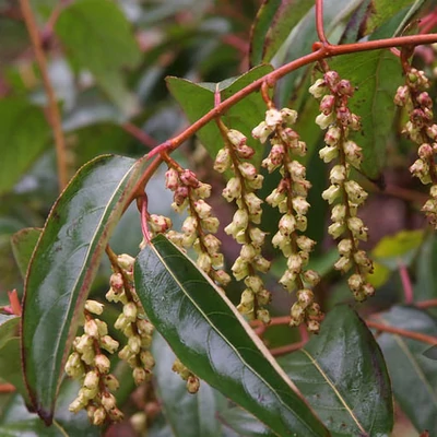 Stachyurus salicifolius