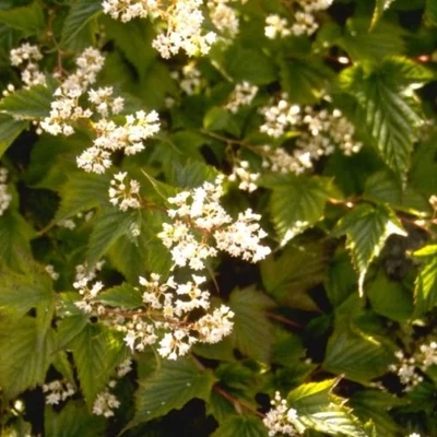 Stephanandra chinensis – Koszorúvirág-cserje