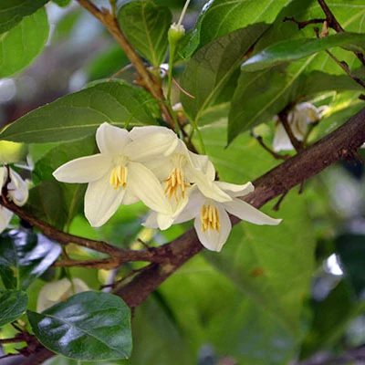 Styrax japonicus – Japán hóvirágfa