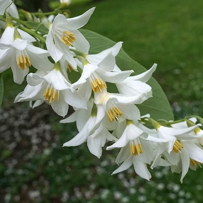 Styrax obassia – Japán hóvirágfa