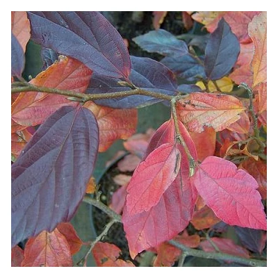 Sycoparrotia semidecidua 'Autunno Rosso'