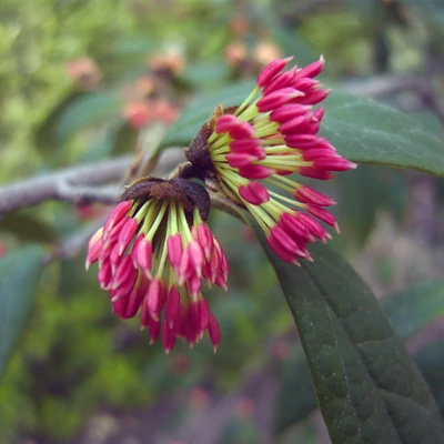 Sycopsis sinensis