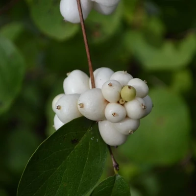 Symphoricarpos albus 'Turesson' – Fehér hóbogyó