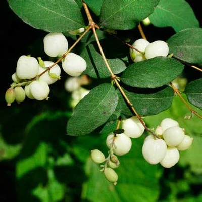 Symphoricarpos albus var. laevigatus – Nyugati hóbogyó