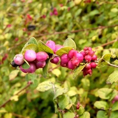 Symphoricarpos × chenaultii 'Brain de Soleil' – Hóbogyó