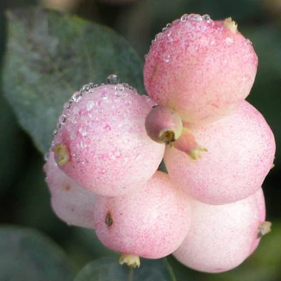 Symphoricarpos x doorenbosii 'Taiga' – Hóbogyó