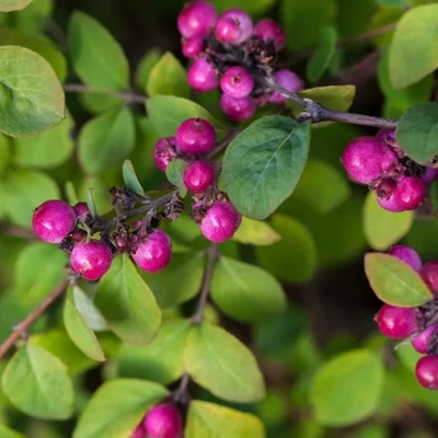 Symphoricarpos 'Fiesta Berry' – Hóbogyó