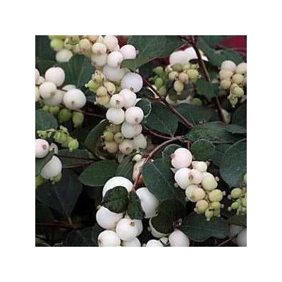 Symphoricarpos 'Magical Galaxy'® – Hóbogyó