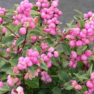 Symphoricarpos 'Magical Sweet' – Hóbogyó