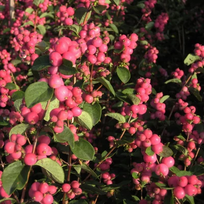 Symphoricarpos 'Magical Temptation'® – Hóbogyó