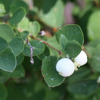 Symphoricarpos oreophilus - Sziklai hóbogyó, Amerikai hóbogyó