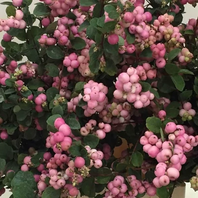 Symphoricarpos 'Pink Pearl' – Rózsaszín hóbogyó