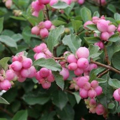 Symphoricarpos x doorenbosii 'Magical Candy'® – Hóbogyó