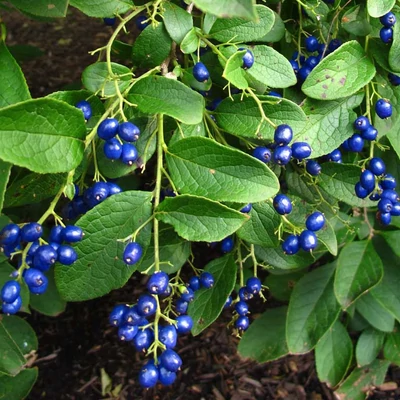 Symplocos paniculata - Himalájai türkizbogyó, -zafírbogyó