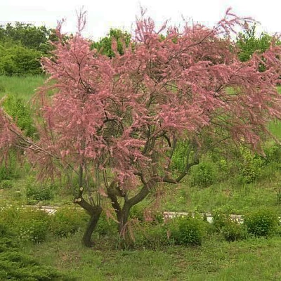 Tamarix parviflora – Kisvirágú tamariska