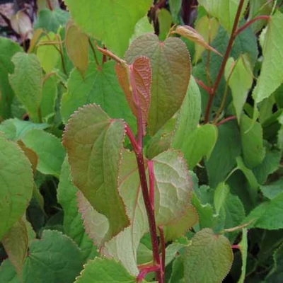 Tetracentron sinense