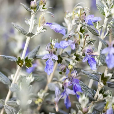 Teucrium fruticans 'Azureum' – Cserjés gamandor