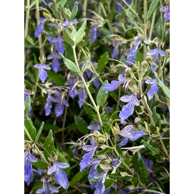 Teucrium fruticans – Cserjés gamandor