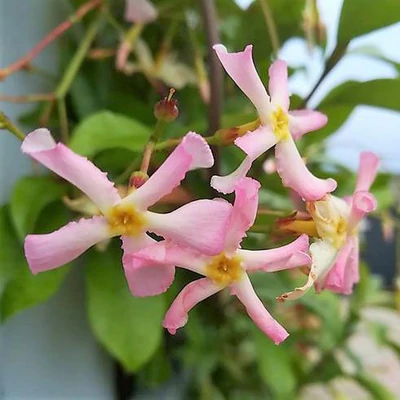 Trachelospermum jasminoides 'Pink Showers' – Csillagjázmin