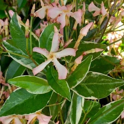 Trachelospermum jasminoides 'Star of Milano' – Csillagjázmin