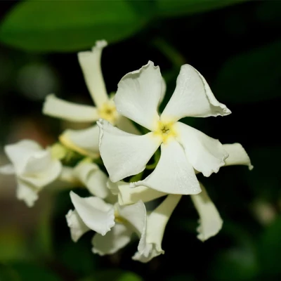 Trachelospermum jasminoides 'White Toscana' – Csillagjázmin