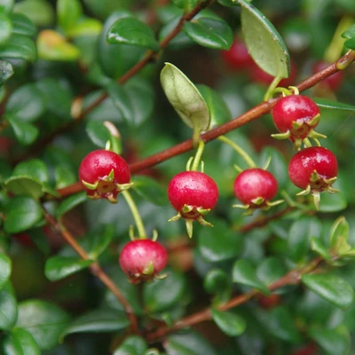 Ugni molinae 'Bella Berry' – Chilei mirtuszfa