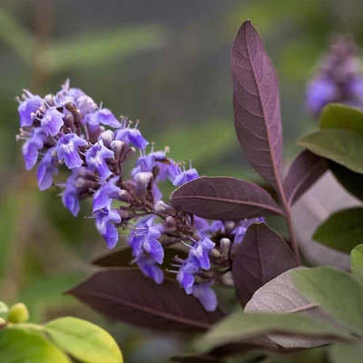 Vitex 'Flip Side' – Barátcserje