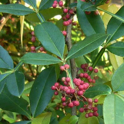 Zanthoxylum alatum – Tüskéssárgafa, Nepáli bors