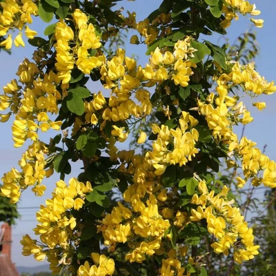 Laburnum anagyroides 'Yellow Rocket'® – Aranyeső